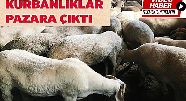 Kurbanlıklar görücüye çıktı