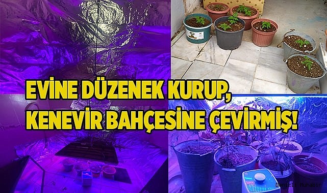 ULTRAVİYOLE DÜZENEK ÇIKTI