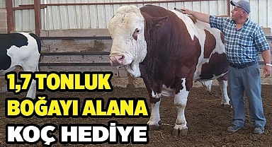 1,7 tonluk boğayı alana koç hediye edecek