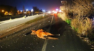 Başıboş atlar yine kazaya neden oldu