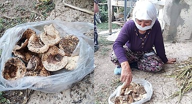 ÇINTAR MEVSİMİNİ ŞAŞIRDI