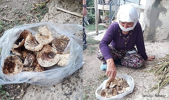 ÇINTAR MEVSİMİNİ ŞAŞIRDI