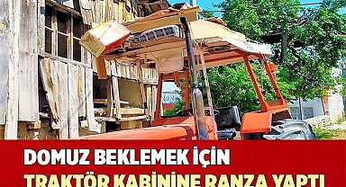 Domuz beklemek için traktör kabinine ranza yaptı