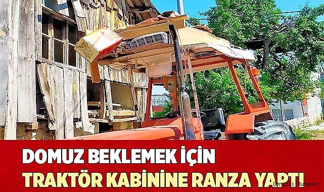 Domuz beklemek için traktör kabinine ranza yaptı