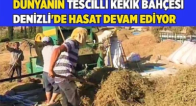 Dünyanın tescilli kekik bahçesi Denizli'de hasat devam ediyor