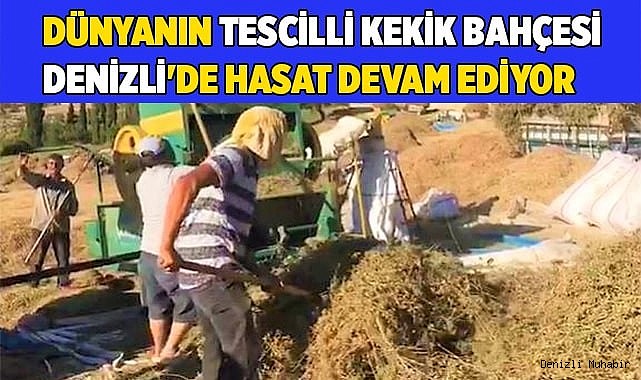 Dünyanın tescilli kekik bahçesi Denizli'de hasat devam ediyor