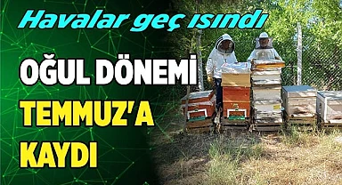 Havalar geç ısınınca arıların oğul dönemi Temmuz'a kaydı
