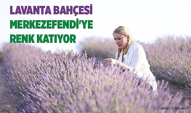 LAVANTA BAHÇESİ MERKEZEFENDİ'YE RENK KATIYOR