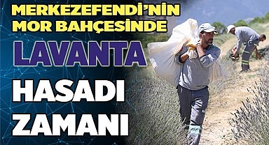 LAVANTA HASADI YAPILDI
