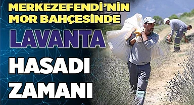 LAVANTA HASADI YAPILDI