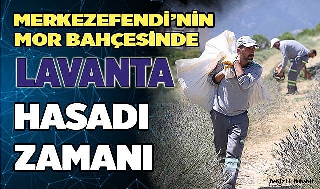 LAVANTA HASADI YAPILDI