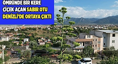 Ömründe bir kere çiçek açan sabır otu Denizli’de ortaya çıktı