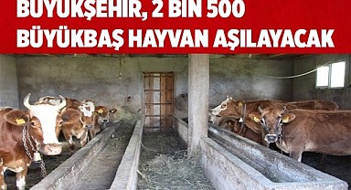 2 bin 500 büyükbaş hayvana BVD/MD aşısı