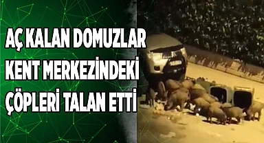 Aç kalan domuzlar kent merkezindeki çöpleri talan etti