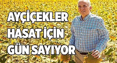 Ayçiçekler hasat için gün sayıyor