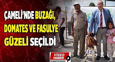 Çameli'nde buzağı, domates ve fasulyenin en güzelleri seçildi
