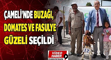 Çameli'nde buzağı, domates ve fasulyenin en güzelleri seçildi