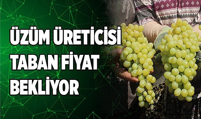 Çiftçiler üzüm taban fiyatının açıklanmasını dört gözle bekliyor
