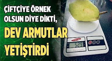 Çiftçiye örnek olsun diye dikti, dev armutlar yetiştirdi