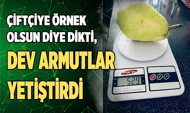 Çiftçiye örnek olsun diye dikti, dev armutlar yetiştirdi