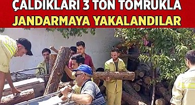 Jandarmanın dikkati ormandan kaçak kesilen 3 ton tomruğu ortaya çıkardı