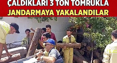 Jandarmanın dikkati ormandan kaçak kesilen 3 ton tomruğu ortaya çıkardı
