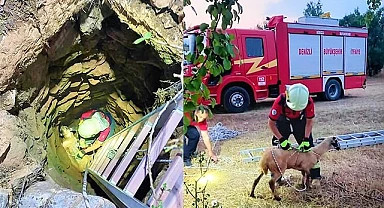 Kuyuya düşen koyun kurtarıldı