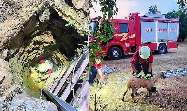 Kuyuya düşen koyun kurtarıldı