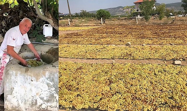 Organik üzüme geleneksel kurutma yöntemi