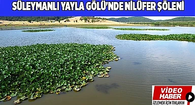 Süleymanlı Yayla Gölü'nde nilüfer şöleni