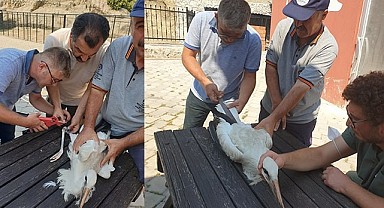 Yaralı leylek tedavisinin ardından özgürlüğe kanat çırptı