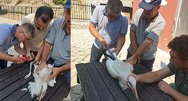 Yaralı leylek tedavisinin ardından özgürlüğe kanat çırptı