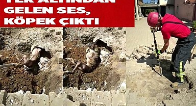 Yer altından gelen garip sesler kanalizasyonda mahsur kalan köpek çıktı