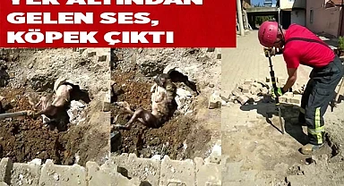 Yer altından gelen garip sesler kanalizasyonda mahsur kalan köpek çıktı