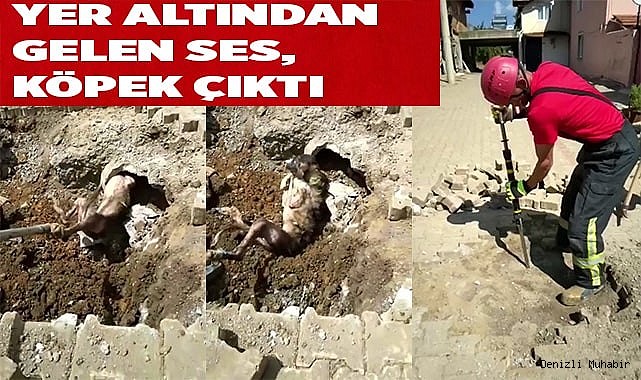 Yer altından gelen garip sesler kanalizasyonda mahsur kalan köpek çıktı