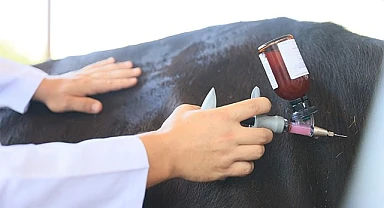 2.500 büyükbaş hayvanın ölümcül BVD/MD ilk doz aşıları tamamlandı