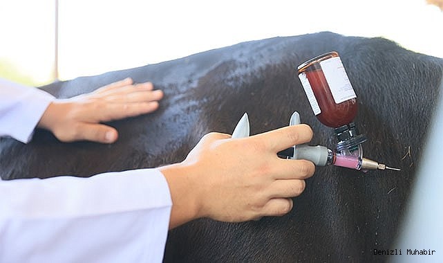 2.500 büyükbaş hayvanın ölümcül BVD/MD ilk doz aşıları tamamlandı