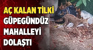 Aç kalan tilki güpegündüz mahalleyi dolaştı