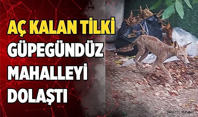 Aç kalan tilki güpegündüz mahalleyi dolaştı