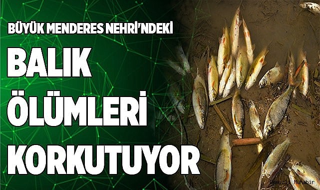 Büyük Menderes Nehri'ndeki balık ölümleri korkutuyor