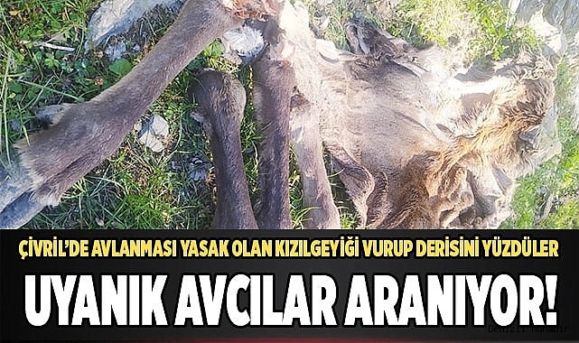 Çivril’de avlanması yasak olan kızılgeyiği vurup derisini yüzdüler