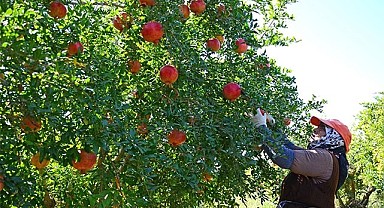 Denizli’den Avrupa, Rusya ve Kanada’ya nar ihracatı başladı