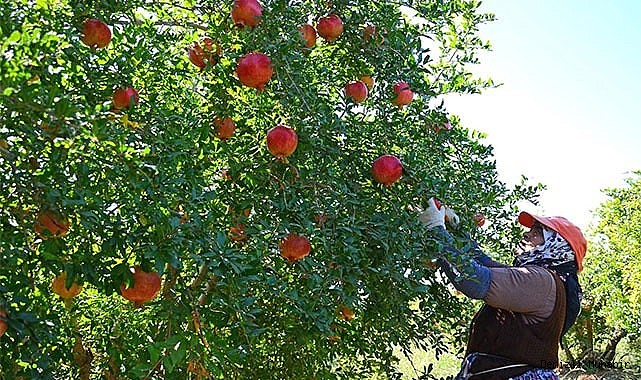 Denizli’den Avrupa, Rusya ve Kanada’ya nar ihracatı başladı