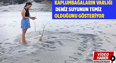 Kaplumbağaların varlığı deniz suyunun temiz olduğunu gösteriyor