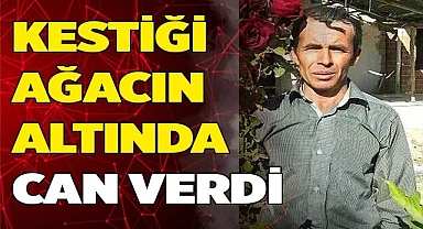 Kestiği ağacın altında kalan orman işçisi hayatını kaybetti
