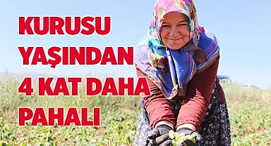 Kurusu yaşından 4 kat daha pahalı