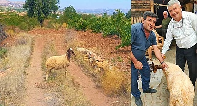 Sürüden kopan koyunu tarım görevlileri buldu