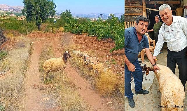 Sürüden kopan koyunu tarım görevlileri buldu