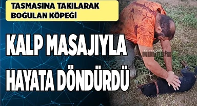 Tasmasına takılarak boğulan köpeği kalp masajıyla hayata döndürdü