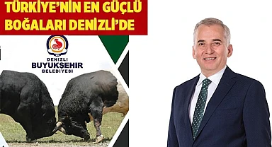 Türkiye’nin en güçlü boğaları Denizli’de